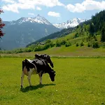 Zittrauerhof - Urlaub Am Bauernhof Gastein Çiftlik konaklama