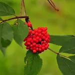 Zittrauerhof - Urlaub Am Bauernhof Gastein مزرعة للإقامة
