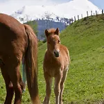Zittrauerhof - Urlaub Am Bauernhof Gastein مزرعة للإقامة *