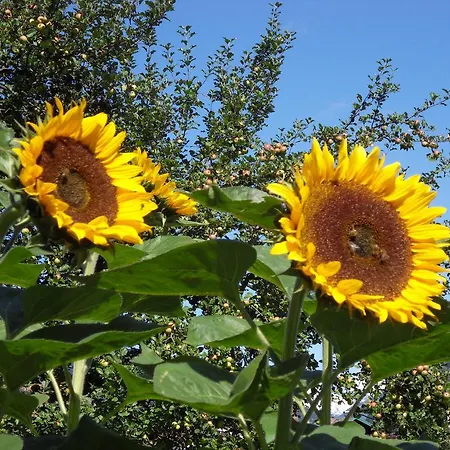 Zittrauerhof - Urlaub Am Bauernhof Gastein