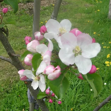 Zittrauerhof - Urlaub Am Bauernhof Gastein Фермерський будинок
