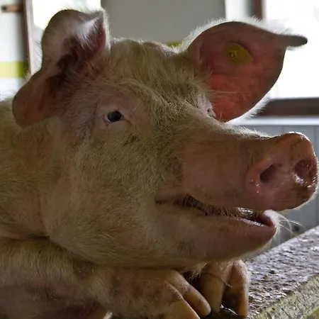 Фермерський будинок Zittrauerhof - Urlaub Am Bauernhof Gastein Бад-Гофгаштайн