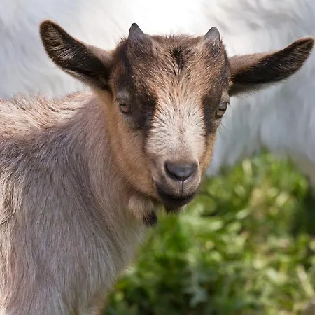 Фермерський будинок Zittrauerhof - Urlaub Am Bauernhof Gastein Бад-Гофгаштайн