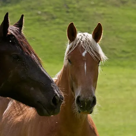 Фермерський будинок Zittrauerhof - Urlaub Am Bauernhof Gastein Бад-Гофгаштайн