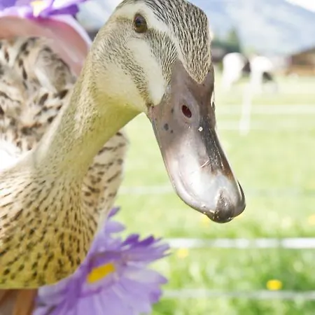 Zittrauerhof - Urlaub Am Bauernhof Gastein Бад-Гофгаштайн