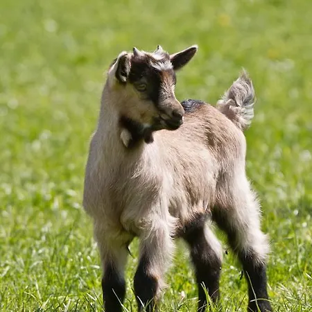 Фермерський будинок Zittrauerhof - Urlaub Am Bauernhof Gastein Бад-Гофгаштайн