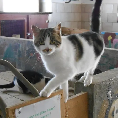 Фермерський будинок Zittrauerhof - Urlaub Am Bauernhof Gastein *